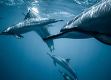 kaiyun：打开云端之门，拥抱更自由的生活